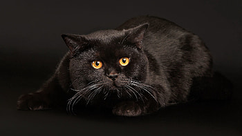 Cat, Animals, Lie, To Lie Down, Dark Background, Fright, Black Cat HD wallpaper