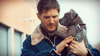 Tom Hardy , Celebrity, High quality HD wallpaper