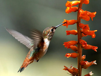 Humming Bird, bird, , humming, beautiful, flowers HD wallpaper