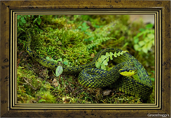 BEAUTIFUL SNAKE, REPTILE, PRETTY, SNAKE, COLOURED HD wallpaper