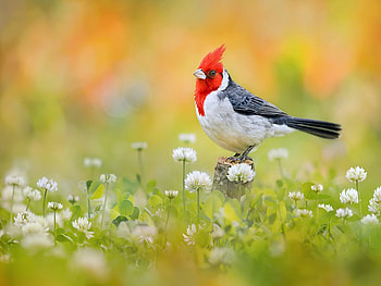 Little Bird, Bird, Flowers, Colourful, Animal HD wallpaper