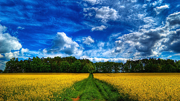 Landscape, Nature, Fields HD wallpaper