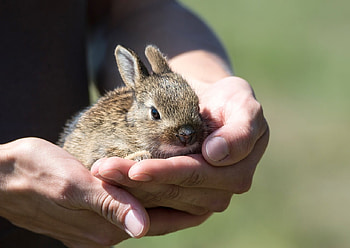 Sweet little Rabbit, sweet, animals, cute, hands, nature, lovely, little, rabbit HD wallpaper