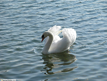 Swan, swans, birds, animals HD wallpaper