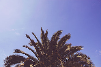 Nature, Leaves, Wood, Tree, Palm HD wallpaper