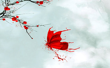 Butterfly Best | | Pinterest | Butterfly and HD wallpaper