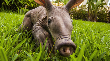 Aardvark , Striking aardvark ry, Aardvark in its natural habitat, Aardvark in art HD wallpaper