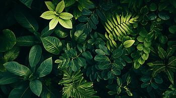 Lush Greenery: Nature, nature, lush greenery, leaf, greenery, plant HD wallpaper