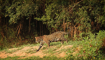 Animals, Jaguar, Predator, Wild Cat, Wildcat HD wallpaper