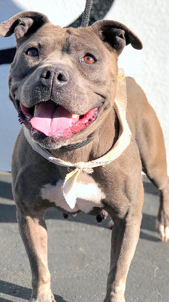 Pitbull Dog, Pitbull Royal Dog HD phone wallpaper