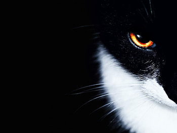 Cat eye, kitten, animals, cat, eye, look HD wallpaper