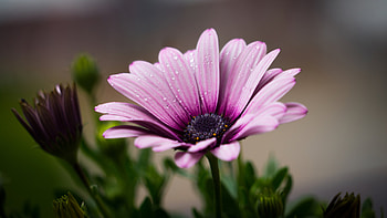 Flowers, Lilac, Drops, Flower, Petals HD wallpaper