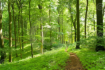 Green Forest, trees, nature, forest, green HD wallpaper