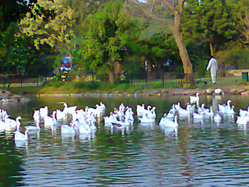 Ducks, lahore, in lake, animals HD wallpaper