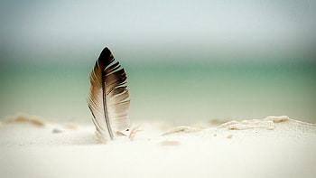 Feather beauty, , Vibrant colors HD wallpaper