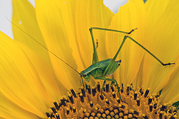 Macro, Insect, Sunflower, Grasshopper HD wallpaper