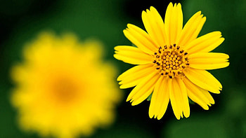 Flowers, Plant, Macro, Petals HD wallpaper