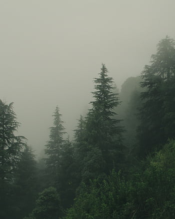 Misty evergreen forest with dense fog and trees creating a serene and mysterious landscape. HD phone wallpaper