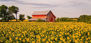 farm barn, barn, sky, sunflowers, spring HD wallpaper