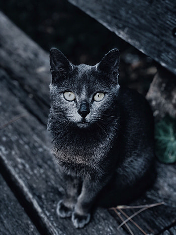 Animals, Cat, Muzzle, Blur, Smooth, Grey, Sight, Opinion HD phone wallpaper