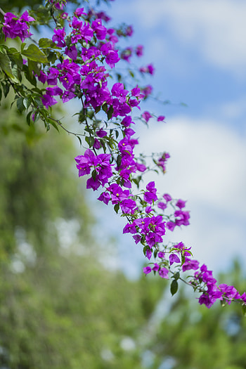 Flowers, Leaves, Flower, Bloom, Flowering, Branch HD phone wallpaper
