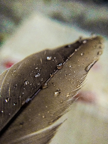Water, Drops, Feather, Macro, Pen HD phone wallpaper