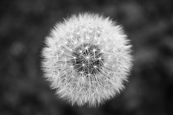 Stunning black and white close-up of a dandelion showcasing its intricate details. HD wallpaper