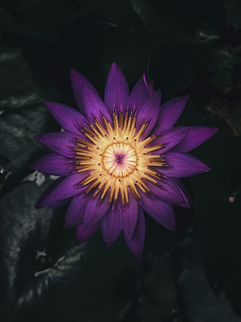 Flowers, Violet, Flower, Plant, Dark, Petals, Purple, Water Lily HD phone wallpaper