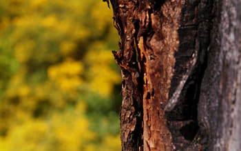 Nature, Grass, Blur, Smooth, Bark HD wallpaper