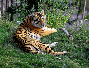 Wild Tiger, beautiful, wild, tiger HD wallpaper