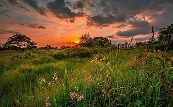 Sunset, clouds, flowers, field HD wallpaper