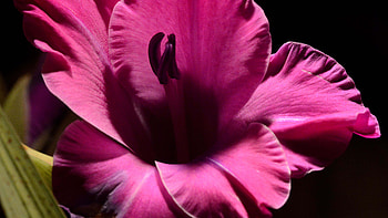 Pink Gladiolus Flower Petals graphy Dark Background graphy HD wallpaper