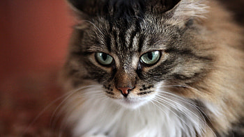 cat, face, fluffy HD wallpaper