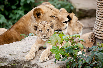 Animals, Stones, Leaves, Young, Lioness, Cubs HD wallpaper