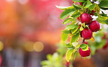Apple tree, Trees HD wallpaper