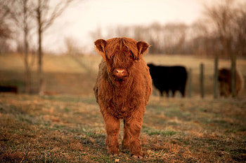 Calf, Cow HD wallpaper