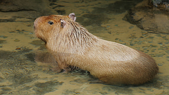 Capybara in a stream, Stock video, Serene footage, Nature's tranquility HD wallpaper