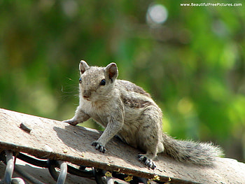 CUTE LITTLE GUY, watching, sitting, grey, squirrel HD wallpaper