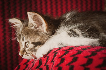 Cat, kitten, sweet, kitty, cats, cute, beautiful, paws, beauty, cat face, pretty, animals, face, lovely, hat HD wallpaper