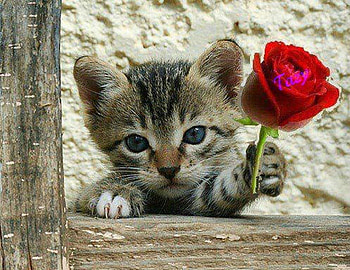 kitty with red rose, cat, red rose, kitty, animals HD wallpaper