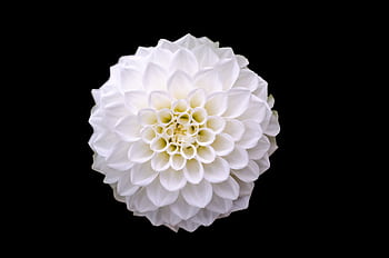 Elegant white dahlia bloom against a black background, highlighting detailed petals. HD wallpaper