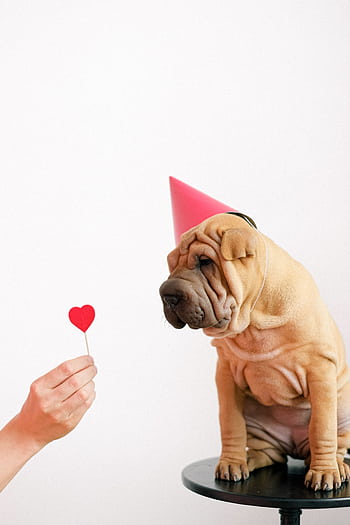Adorable Shar Pei puppy wearing a party hat gazes at a heart-shaped prop on a stool. HD phone wallpaper