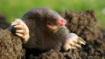 Mole misconceptions, Common mole myths, Mole folklore, Mole legends HD wallpaper