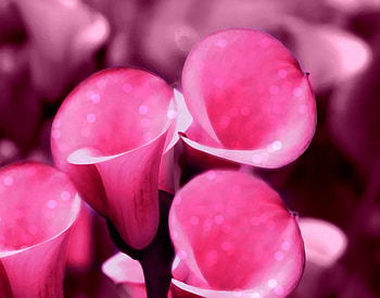 Elegant , Beautiful, Elegant, Flowers, Lovely, Pink HD wallpaper