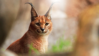 Caracal, , WUXGA, Nature HD wallpaper
