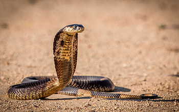 Cobra elegance, Animal kingdom beauty, background, Nature's magic HD wallpaper