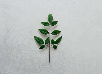 Minimalism, Leaves, Plant, Branch HD wallpaper