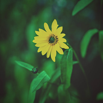 Flowers, Flower, Blur, Smooth, Flower Bed, Flowerbed, Foliage HD phone wallpaper