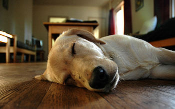 Animals, To Lie Down, Lie, Dog, Muzzle, Sleep, Dream HD wallpaper