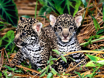 hanging around, cats, babies, grass, leopard HD wallpaper